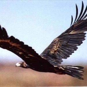 Meet your Posher, Merredith